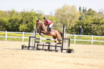 Class 21 - Senior British Novice - 90cm portfolio
