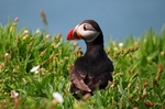Puffin