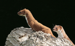 Captured Wild life/Domestic/ livestock Animals portfolio