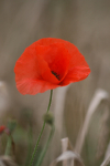Poppy Flower  _FL019