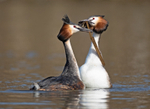 Great Crested Grebe - Podiceps cristatu