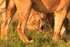 Lioness snarling as a Lion passes by in the Masai Mara