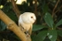 Barn Owl