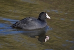 Coot