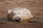 Grey Seal Pup