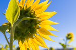 Sunflower Behind 2