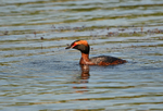 Slavonian Grebe