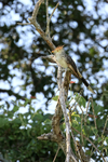 Guira Cuckoo perched, Corixo Negro, Mato Grosso, Brazil