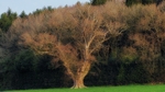 Spring 3 Soft Tree 3195