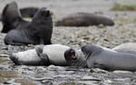 Young Elephants seals