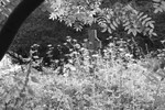 Hidden Cemetery 1