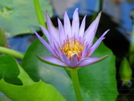 WATER LILY