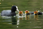 Park Life - Coot feeding chicks