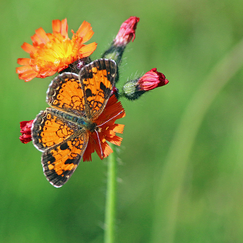 A northern crescent butterfly feeding on an orange hawkweed flower.