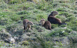 Otters family