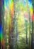Forest Light