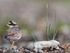 RINGED PLOVER 1