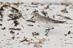White-rumped Sandpiper spots food, Volunteer Point, Falklands