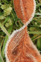 Frosted Leaf