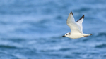 Juvenile Kittiwake flying, wings up, Snæfellsnes peninsula, Iceland