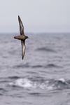 Sooty Shearwater banking at sea off Cape Point, South Africa