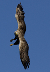 White tailed eagle, Isle of Mull, Scotland