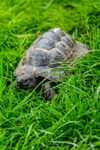Tortoise_4133