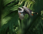 Snail Kite (adult male) hunting, Panama