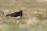 Magellanic Oystercatcher standing on grass, Carcass Island, Falklands