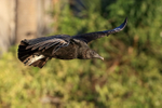 American Black Vulture flying, Gatorland, Orlando, Florida