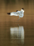 Avocet landing on the Brownsea Island lagoon