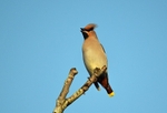 Waxwing