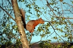 Red Squirrel