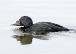 Common Scoter 2