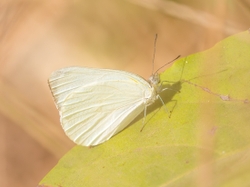 Yellow Albatross