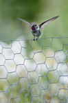 Anna's Himmingbird on Chicken Wire