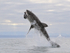 Great White Shark breach (frame 2), Mossel Bay, South Africa