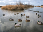 Reifel refuge Mallards in lagoon