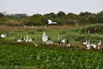 Landscape on the transpantaneira