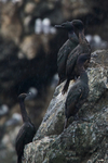 Pelagic Cormorant portfolio