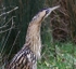 Bittern