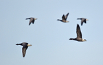 Dark-bellied Brent Geese
