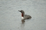 Red-throated Diver