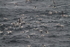 SBF015: Fulmar flock