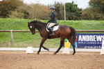 Unaffiliated Dressage portfolio