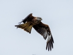 Red Kite