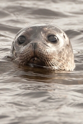 Common Seal