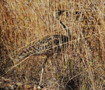 Black-bellied Bustard