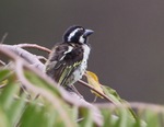 Spot-flanked Barbet portfolio