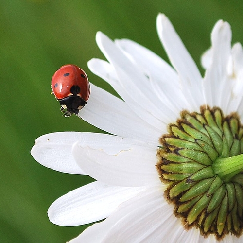 The seven-spot ladybug (aka seven-spotted ladybird in Europe or "C-7").